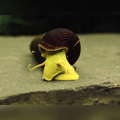 Yellow Rabbit Snails (4cm) aquarium snail — Aquaplantz Canada