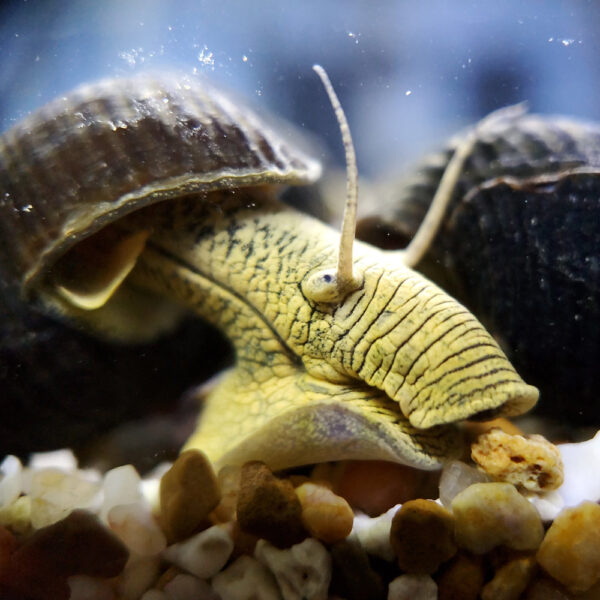 Yellow Rabbit Snails (4cm) aquarium snail — Aquaplantz Canada