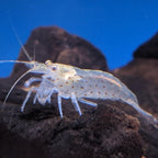 White Amano Shrimp aquarium shrimp — Aquaplantz Canada