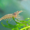 Amano Shrimp