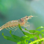Amano Shrimp