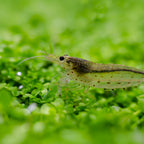 Amano Shrimp