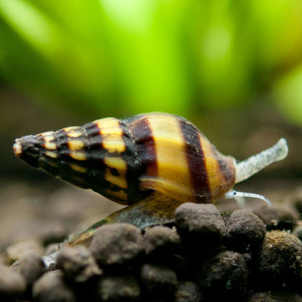 Assassin Snail aquarium snail — Aquaplantz Canada