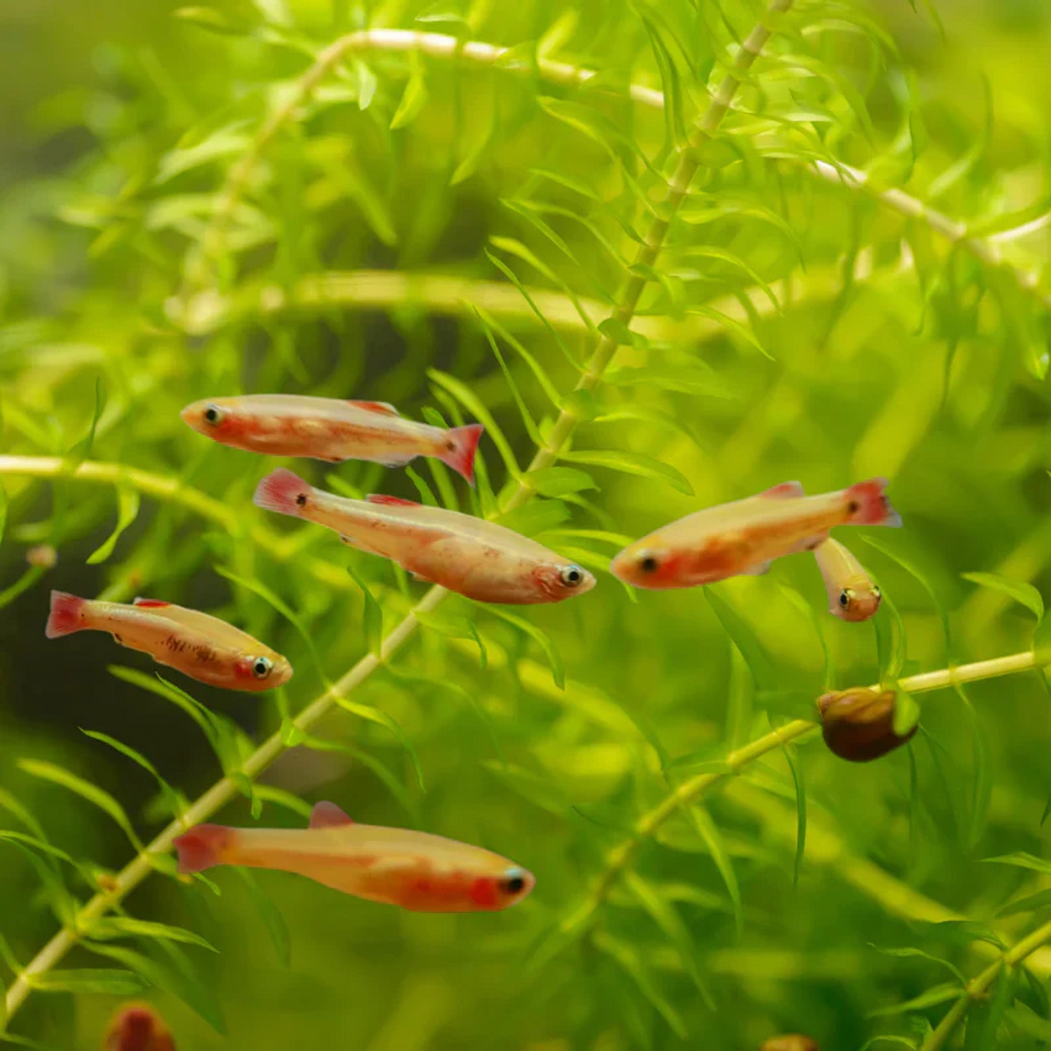 Golden White Cloud Mountain Minnow aquarium fish — Aquaplantz Canada