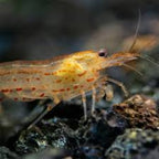 Orange Amano Shrimp aquarium shrimp — Aquaplantz Canada