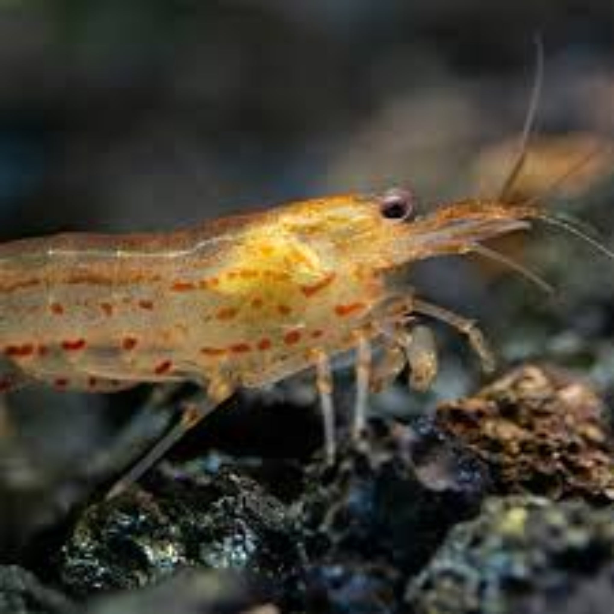 Orange Amano Shrimp aquarium shrimp — Aquaplantz Canada