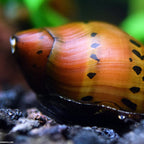 Tiger Nerite Snail aquarium snail — Aquaplantz Canada
