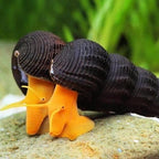 Orange Rabbit Snails (4cm - 8cm) aquarium snail — Aquaplantz Canada